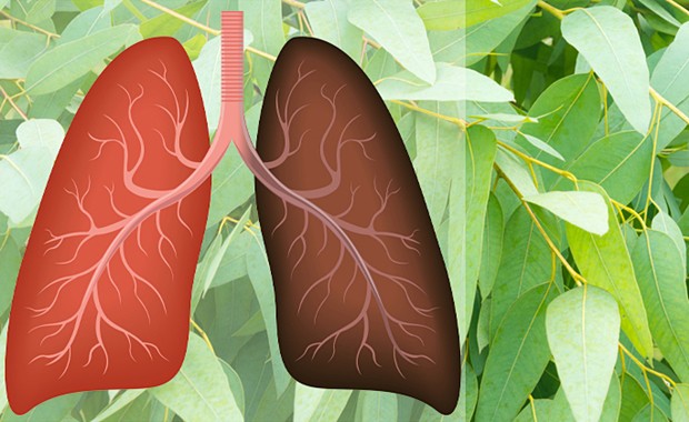 15 NAJBOLJIH BILJNIH LIJEKOVA: Čiste i jačaju pluća, liječe astmu, kašalj i bronhitis… - Dvoklik